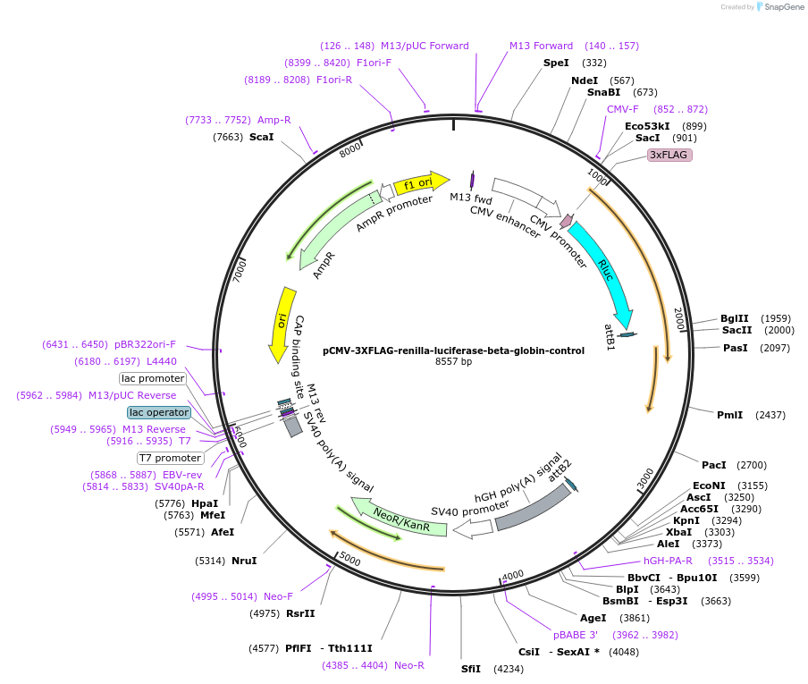 184393-plasmid-map-sequence-id-362384