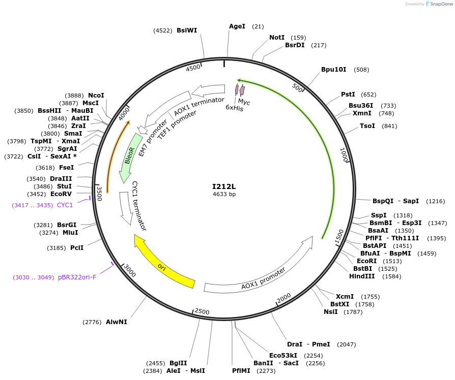 184304-plasmid-map-sequence-id-362385