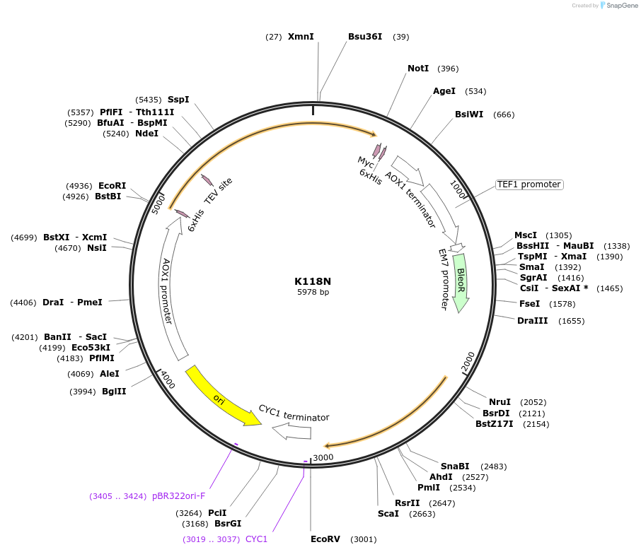 184324-plasmid-map-sequence-id-362387