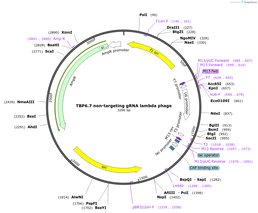 132547-plasmid-map-sequence-id-362399