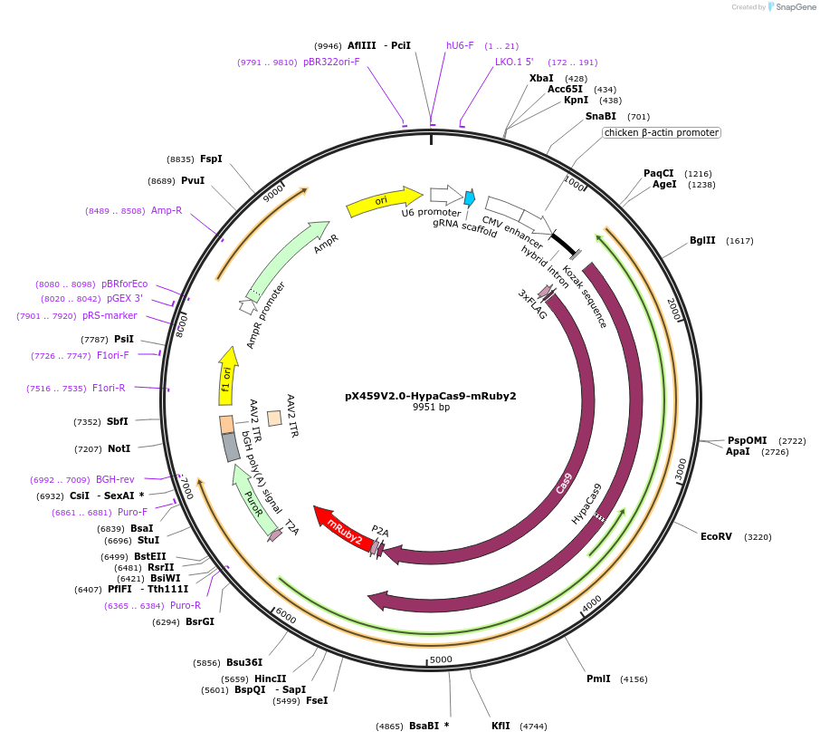 183872-plasmid-map-sequence-id-362416