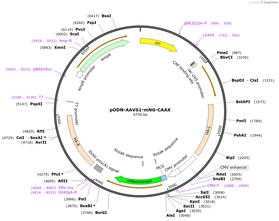 183870-plasmid-map-sequence-id-362419