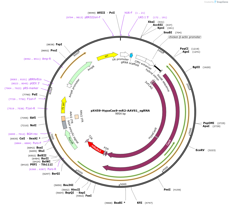 183890-plasmid-map-sequence-id-362427