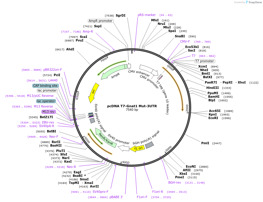184027-plasmid-map-sequence-id-362429