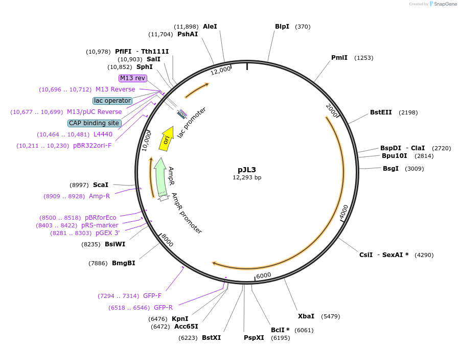 184131-plasmid-map-sequence-id-362437