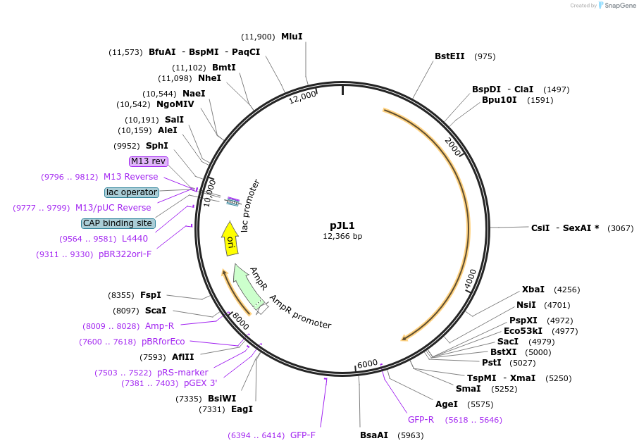 184129-plasmid-map-sequence-id-362440