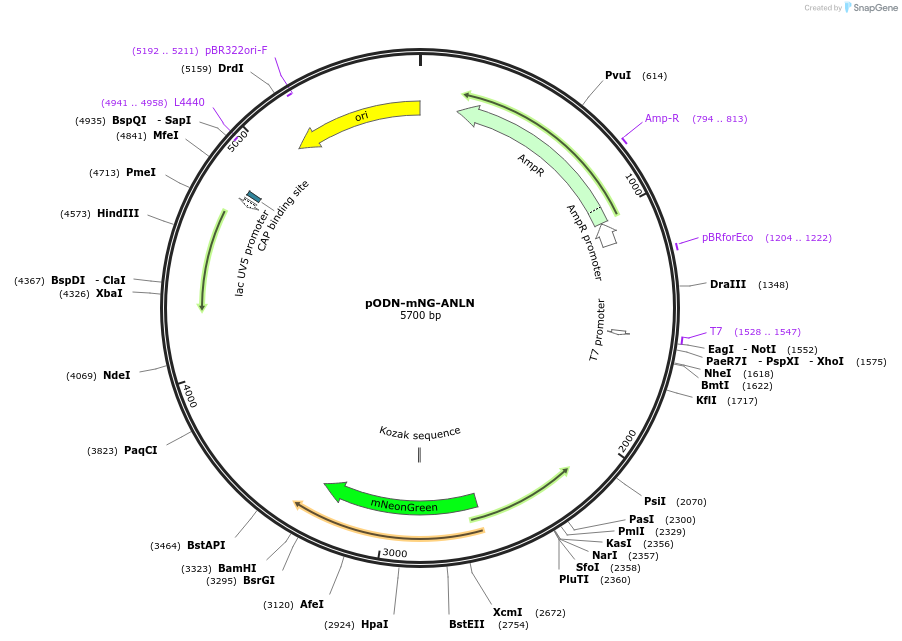 183834-plasmid-map-sequence-id-362443