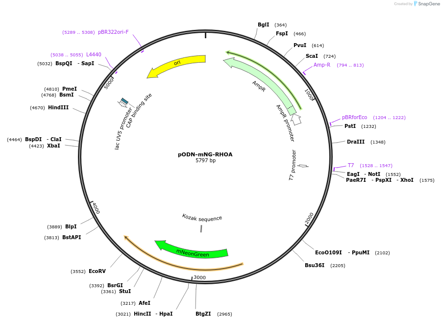 183836-plasmid-map-sequence-id-362444