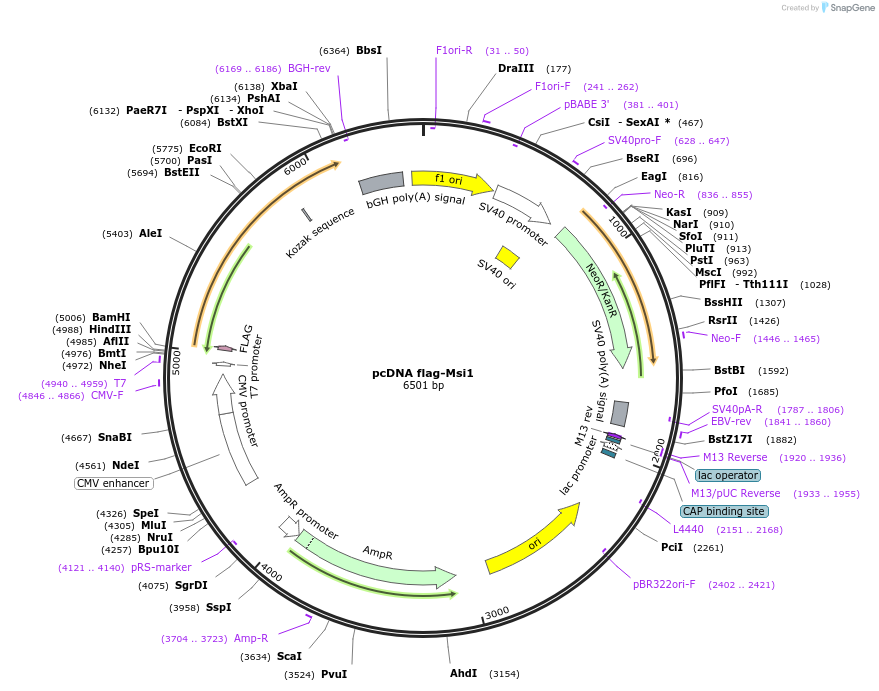 184029-plasmid-map-sequence-id-362446