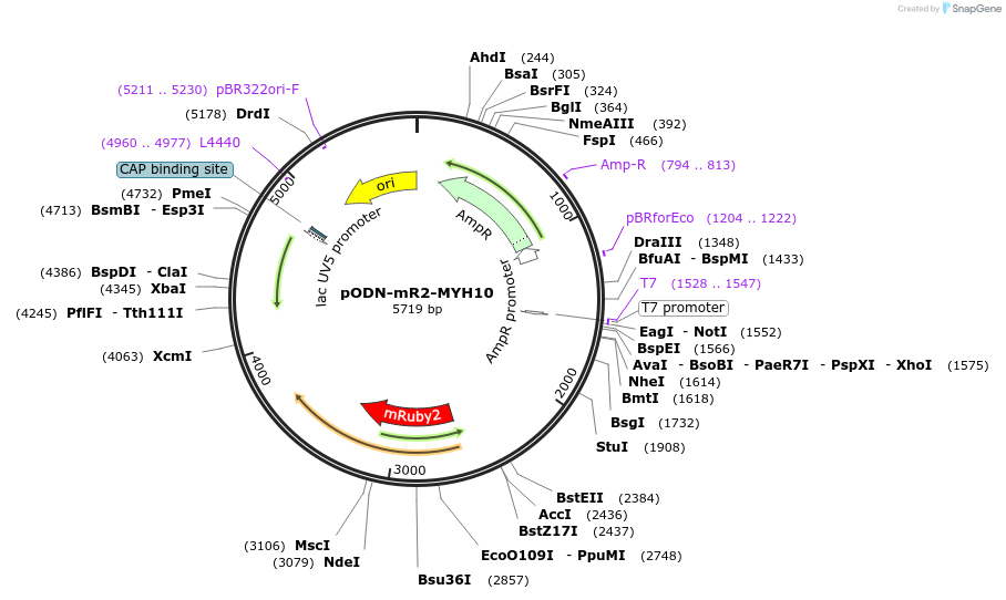 183869-plasmid-map-sequence-id-362448