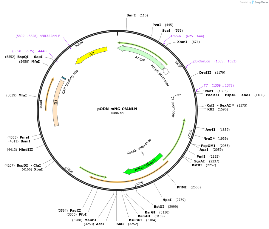 183837-plasmid-map-sequence-id-362449