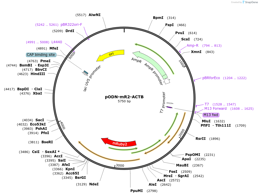 183868-plasmid-map-sequence-id-362451