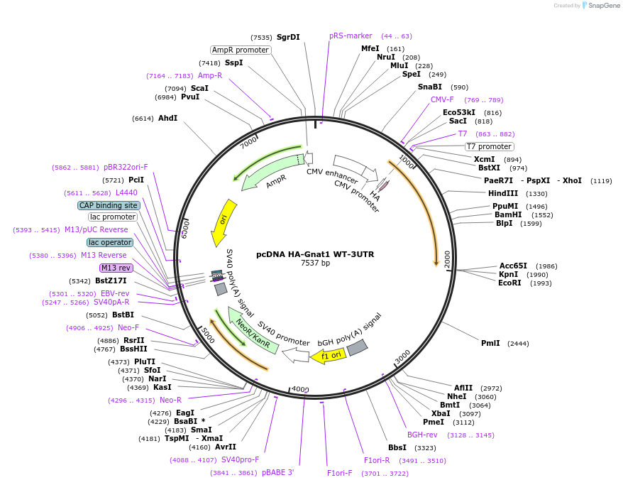 184026-plasmid-map-sequence-id-362473