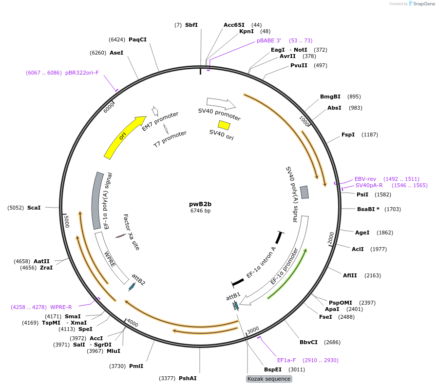 32094-plasmid-map-sequence-id-36249