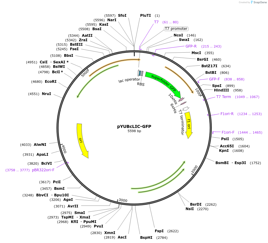 183509-plasmid-map-sequence-id-362497