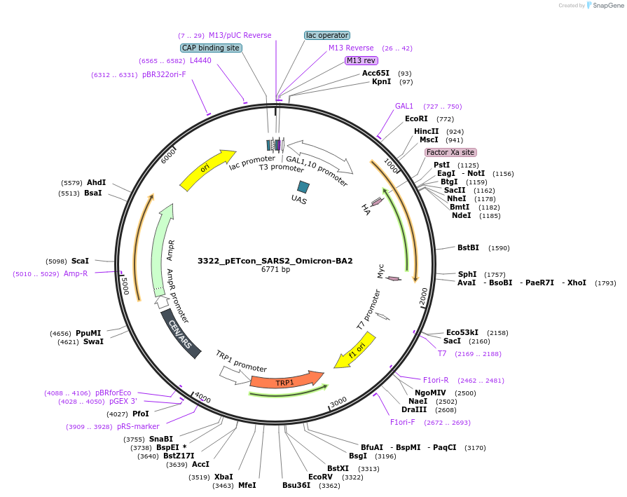 184409-plasmid-map-sequence-id-362502