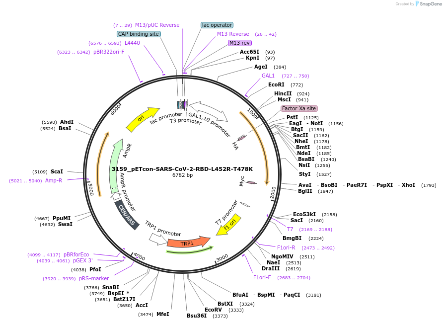 184407-plasmid-map-sequence-id-362505