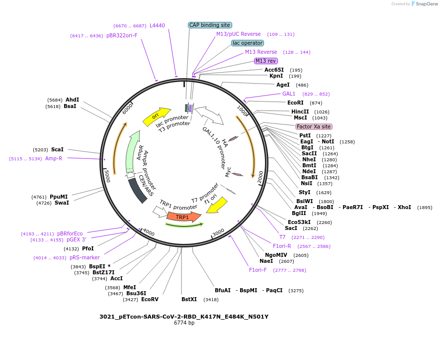 184406-plasmid-map-sequence-id-362506