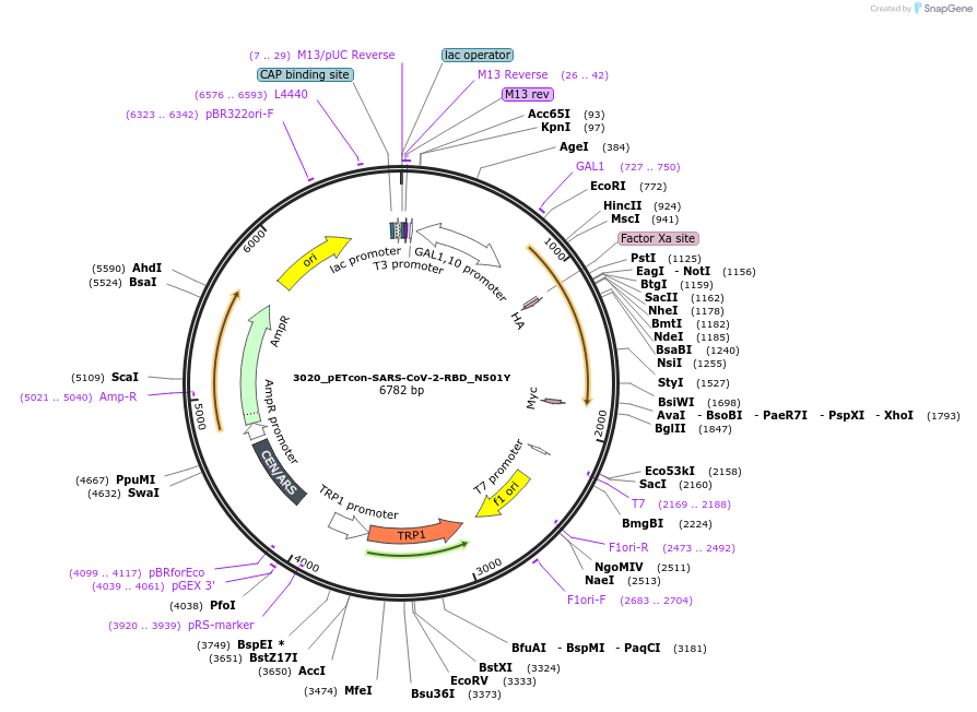 184405-plasmid-map-sequence-id-362508