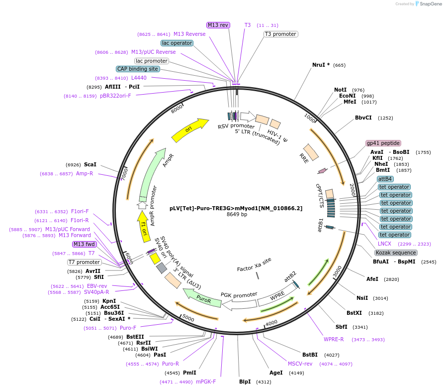 184380-plasmid-map-sequence-id-362513