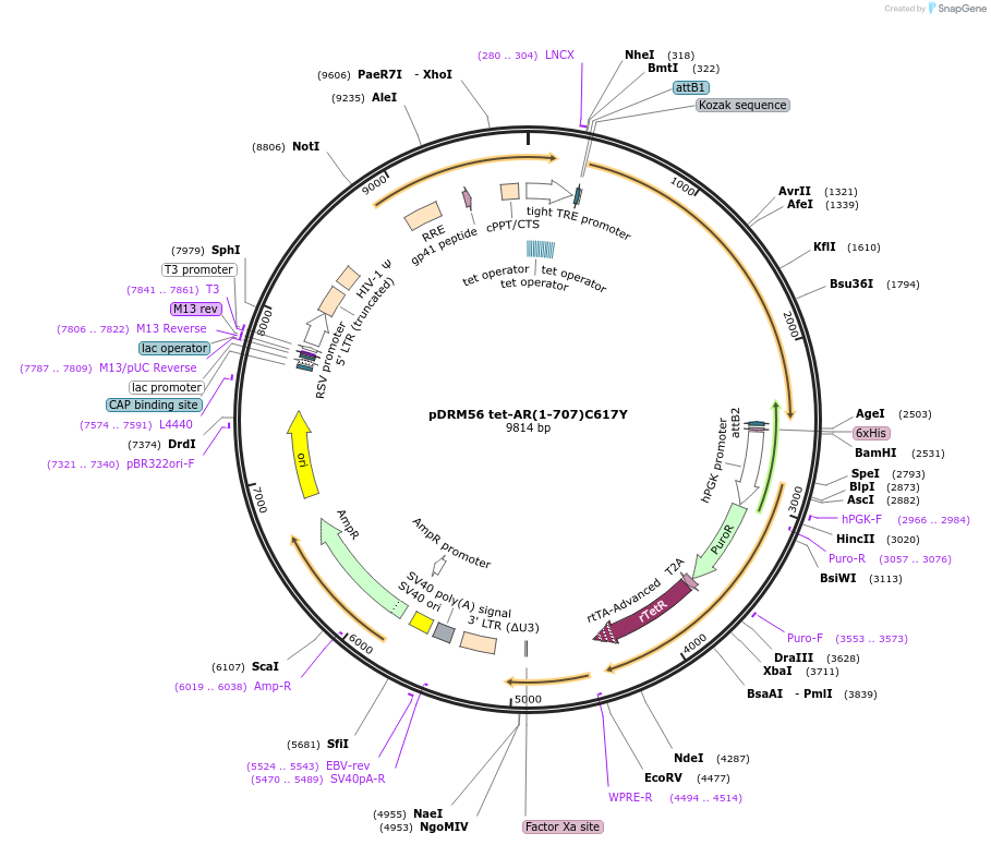 183504-plasmid-map-sequence-id-362518