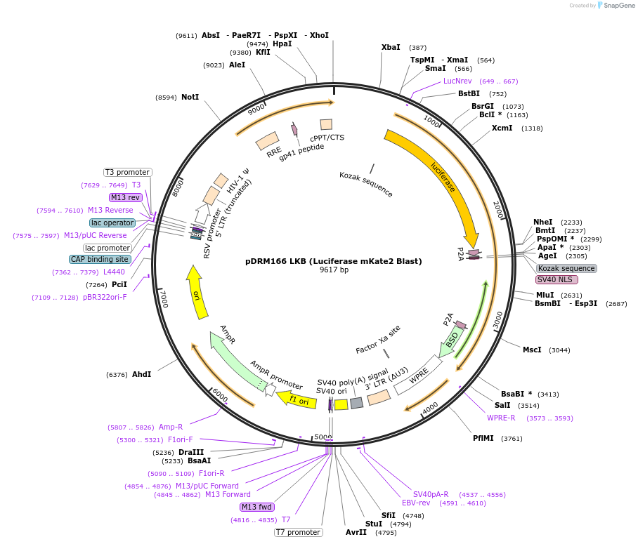 183502-plasmid-map-sequence-id-362519
