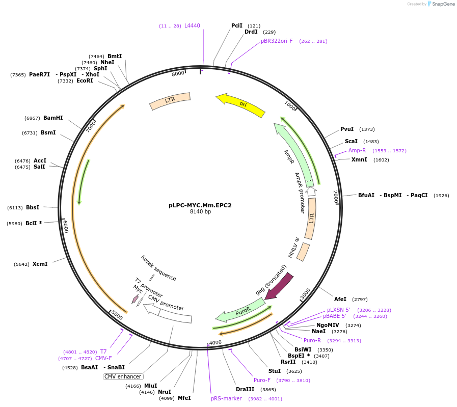 184654-plasmid-map-sequence-id-362536