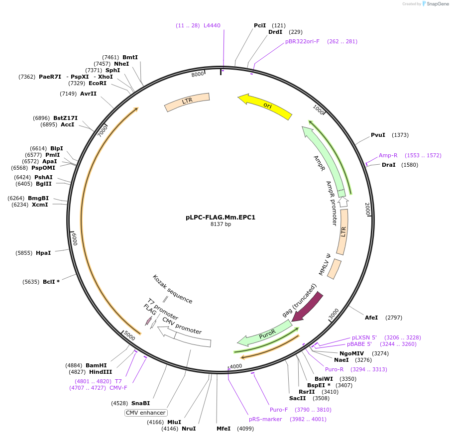 184648-plasmid-map-sequence-id-362538