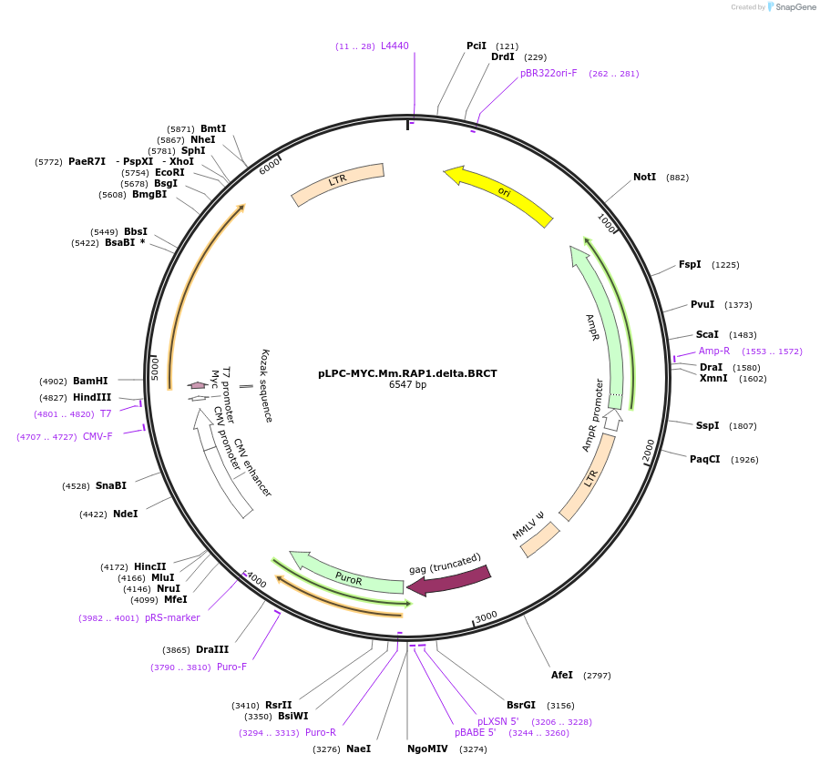 184658-plasmid-map-sequence-id-362541