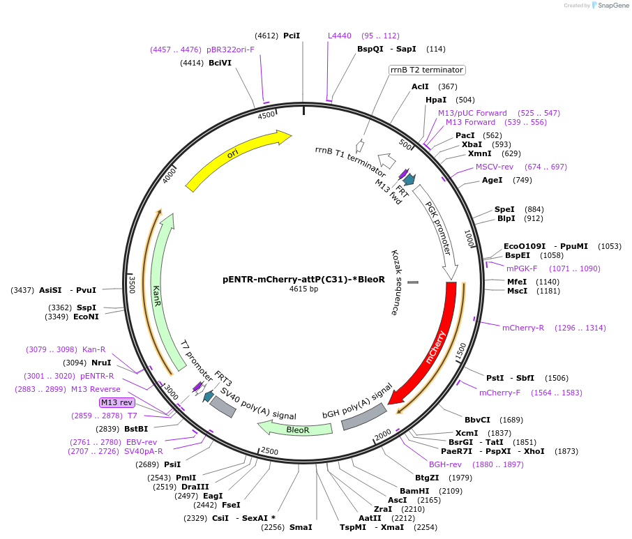 183752-plasmid-map-sequence-id-362557