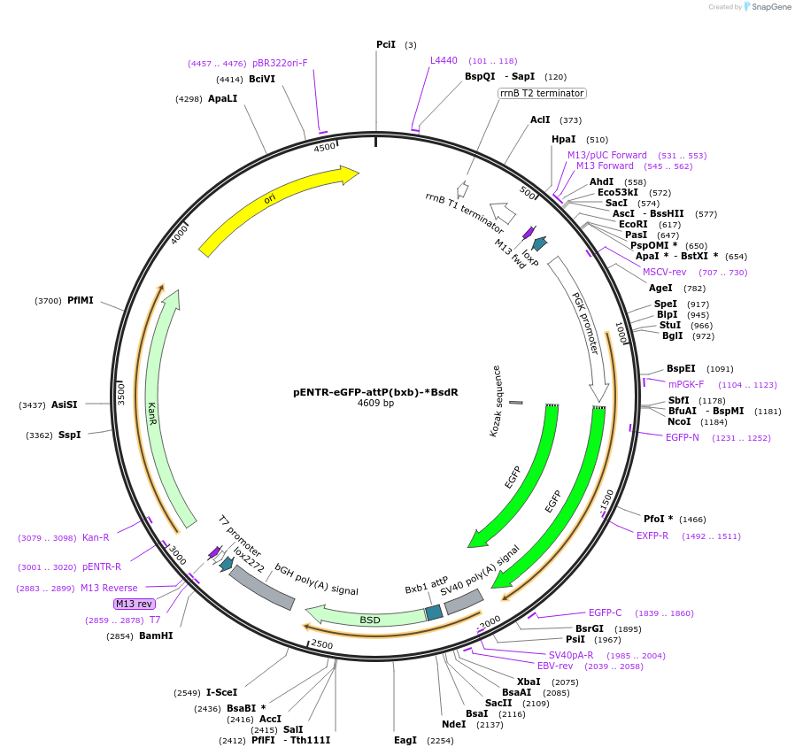 183751-plasmid-map-sequence-id-362559