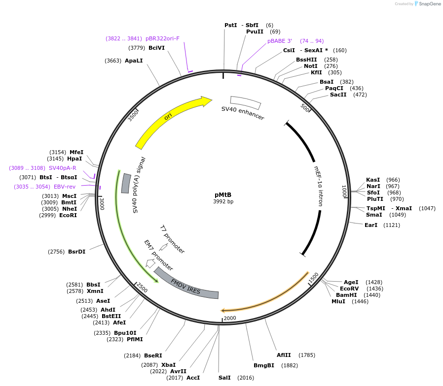 32096-plasmid-map-sequence-id-36256