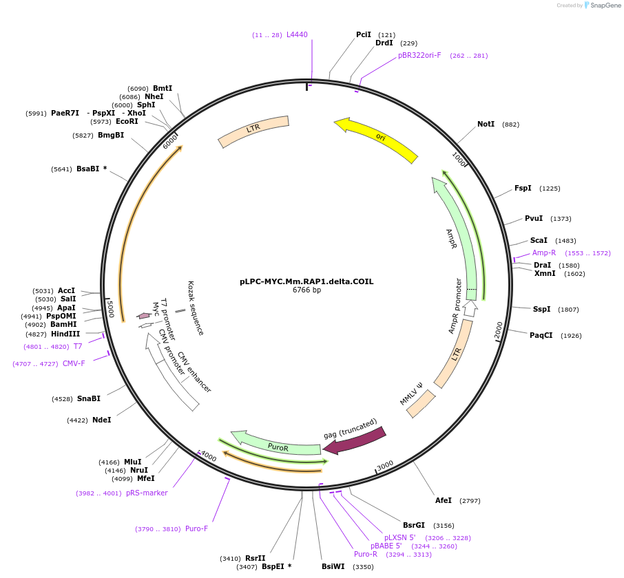 184659-plasmid-map-sequence-id-362563
