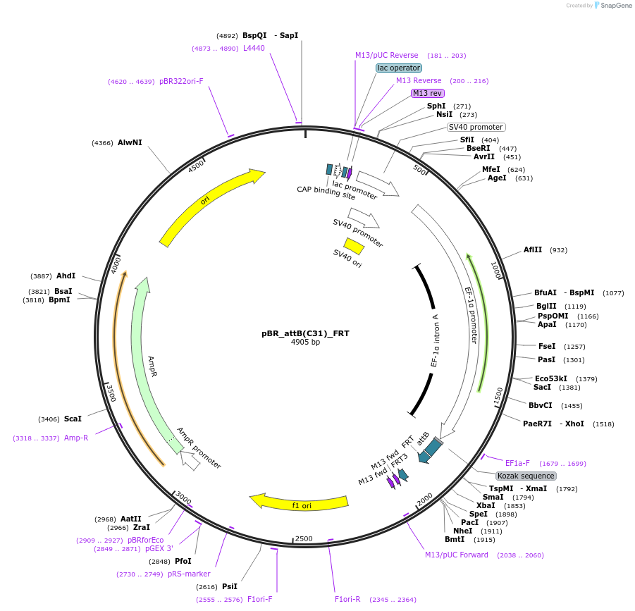 183761-plasmid-map-sequence-id-362564