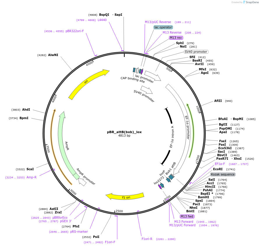 183762-plasmid-map-sequence-id-362566