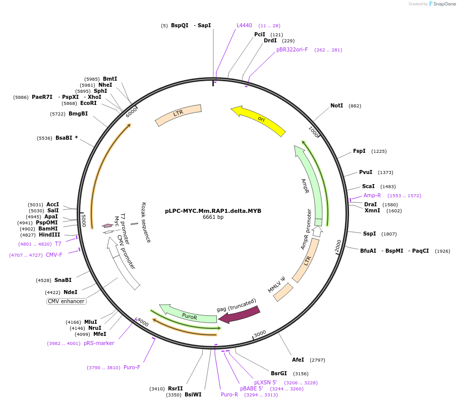 184660-plasmid-map-sequence-id-362571