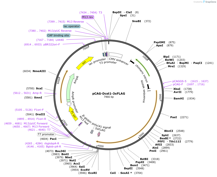 183542-plasmid-map-sequence-id-362574