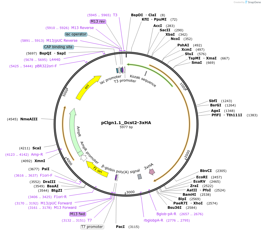 183541-plasmid-map-sequence-id-362575