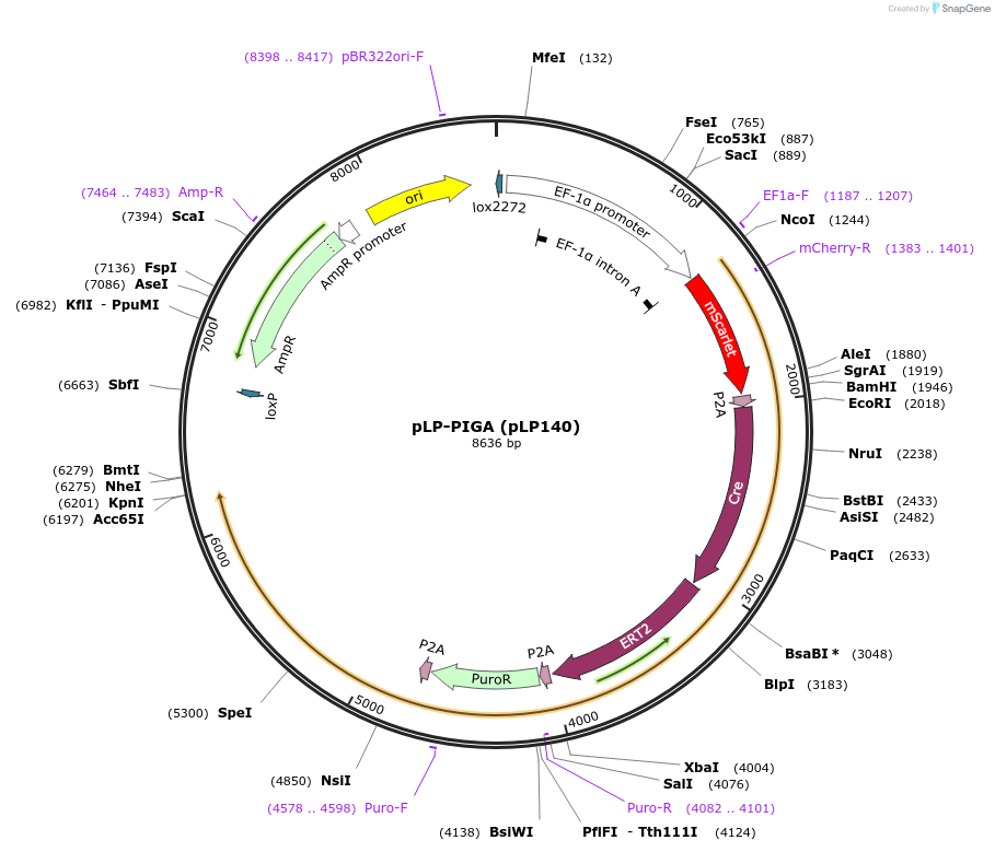 168461-plasmid-map-sequence-id-362577