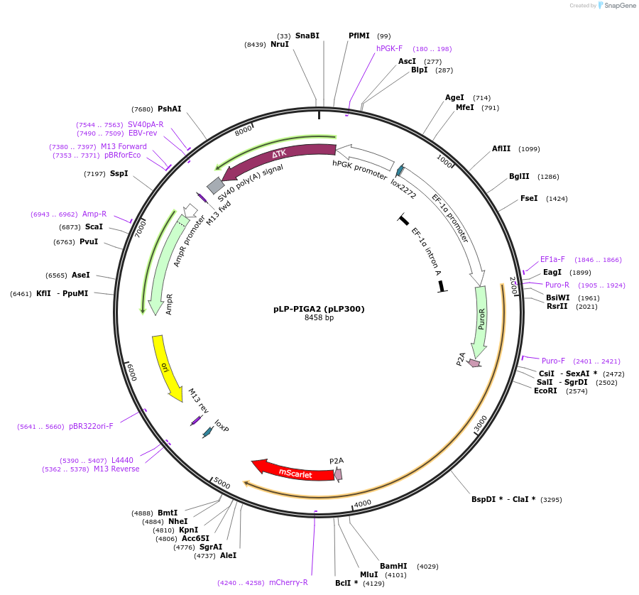168462-plasmid-map-sequence-id-362578