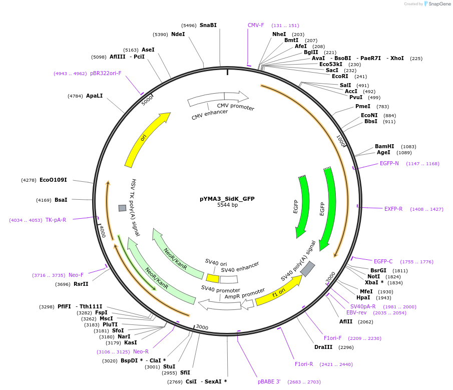 184276-plasmid-map-sequence-id-362579