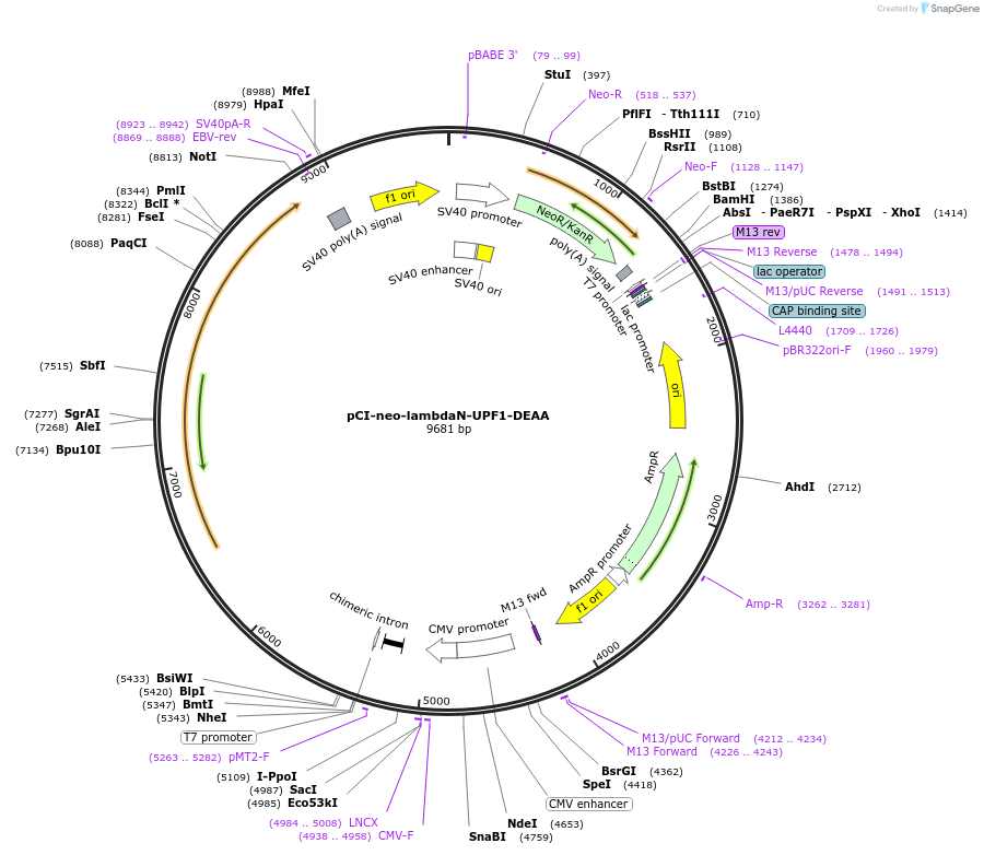 136007-plasmid-map-sequence-id-362581