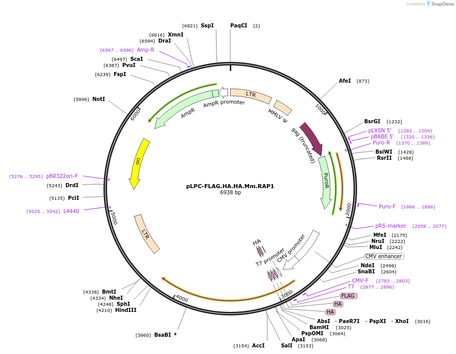 184642-plasmid-map-sequence-id-362583