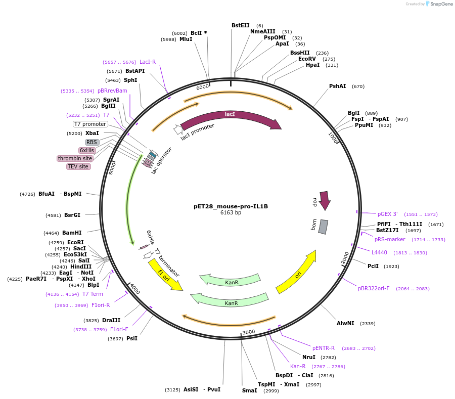 183386-plasmid-map-sequence-id-362584
