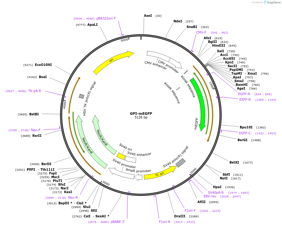 182866-plasmid-map-sequence-id-362587