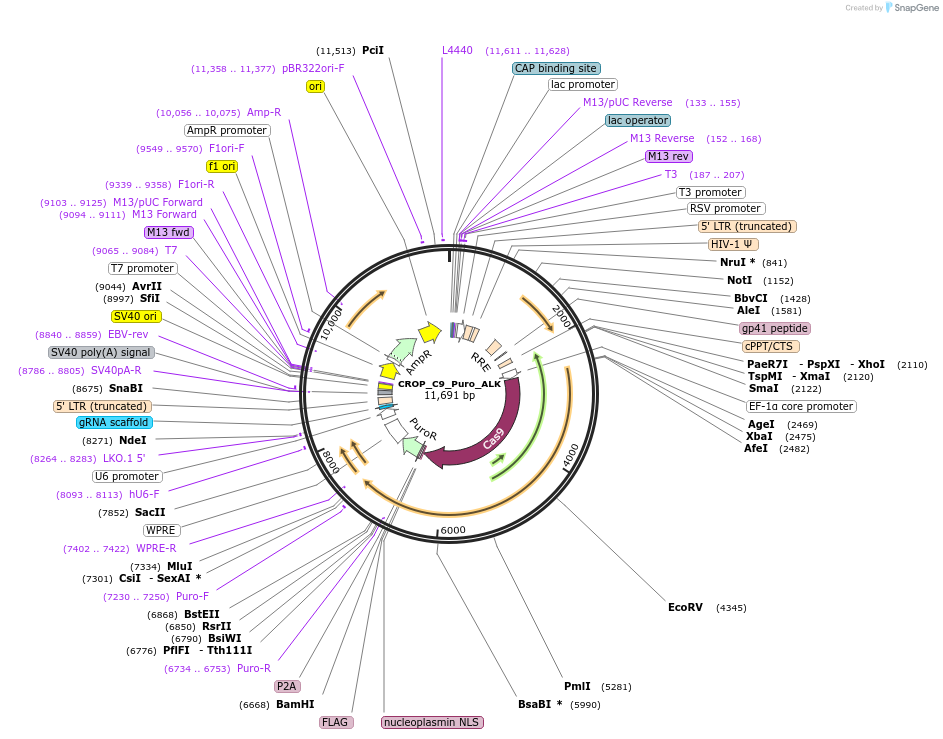 183270-plasmid-map-sequence-id-362605