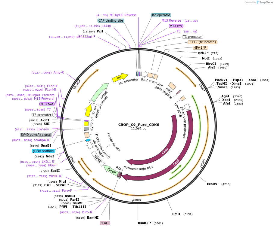 183276-plasmid-map-sequence-id-362611