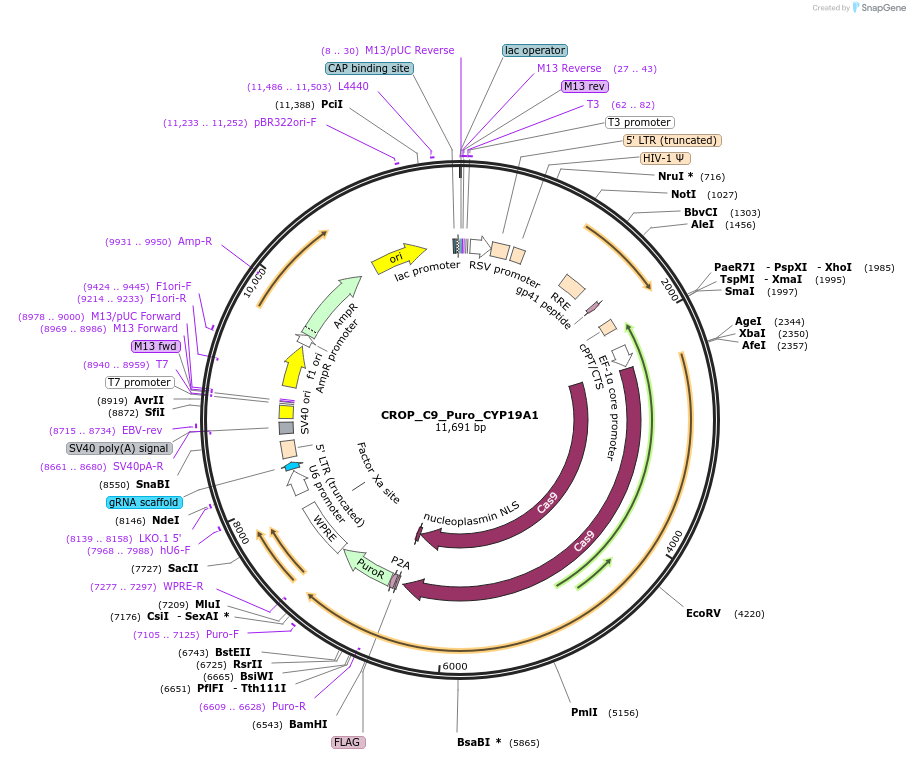183280-plasmid-map-sequence-id-362615