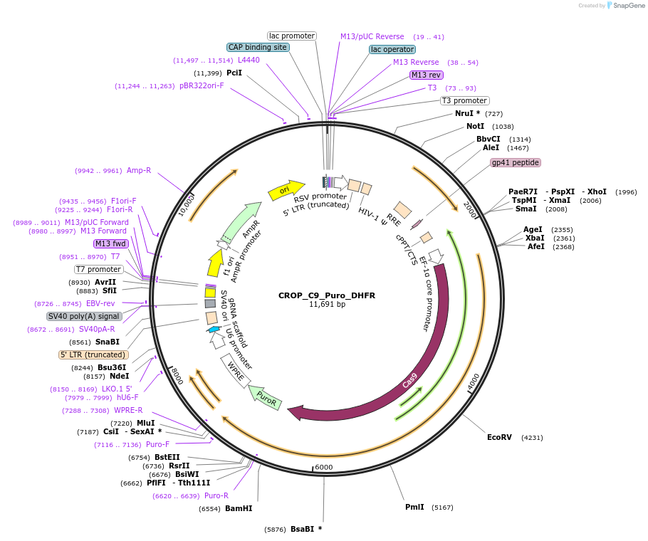 183281-plasmid-map-sequence-id-362617