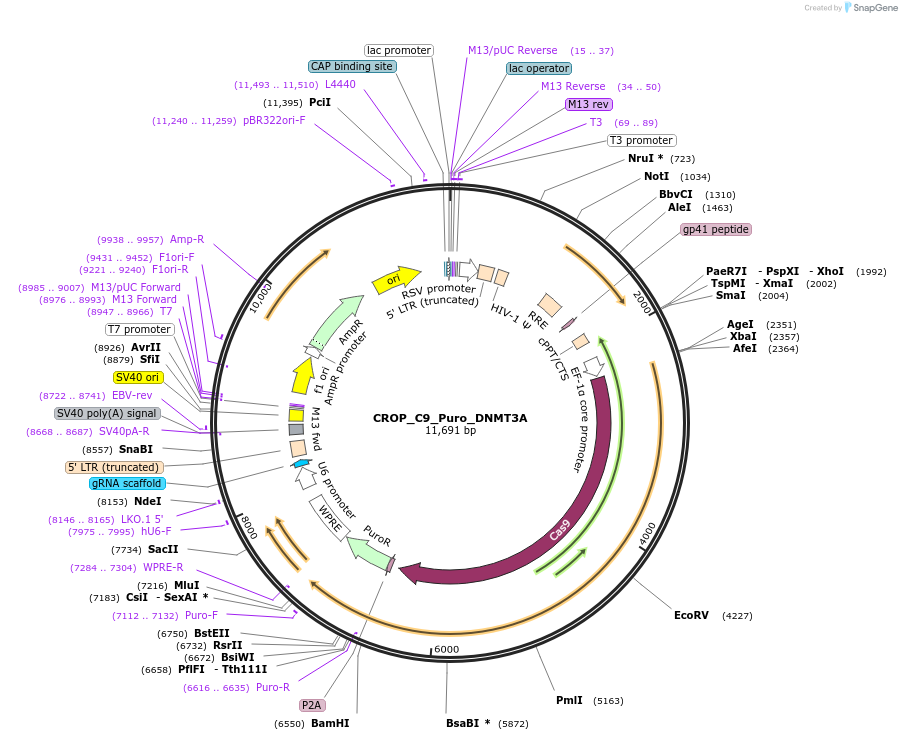 183283-plasmid-map-sequence-id-362619